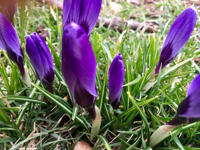 crocus